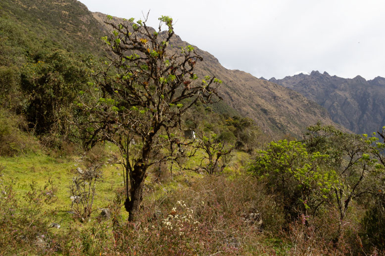 salkantay reatreat 9 days