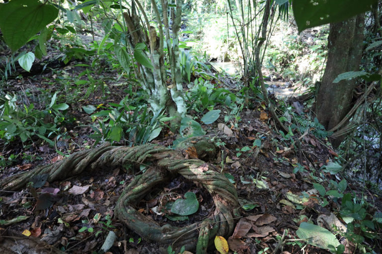 ayahuasca plant