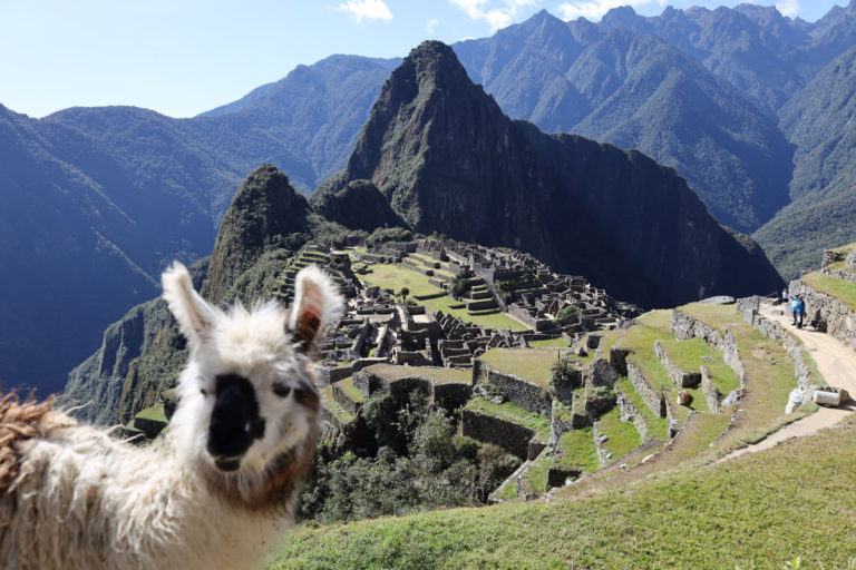 Why are there llamas in Machu Picchu