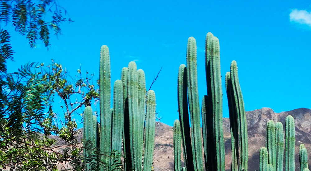 Wachuma Medicine Retreat